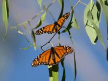 Natural Bridges Beach, California - Monarch Butterflies