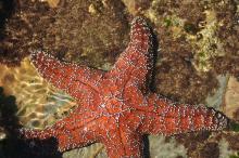 Abalone Cove, California - Starfish