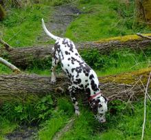 Dalmation - Checking the Scent Trails