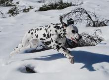 Dalmation - Bounding in the Snow