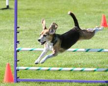 Beagle - Flying Over an Agility Course Jump