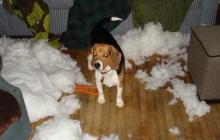 Beagle - I Think I Won The Pillow Fight