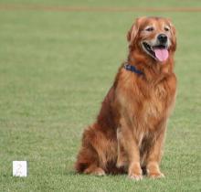 Golden Retriever - Top Performer at Obedience Contests