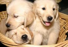 Golden Retriever - Cute Trio of Puppies