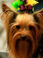 Yorkshire Terrier - Looking Good with Colorful Bow