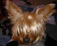 Yorkshire Terrier - OneTip - Take Up Facial Hair with a Bow