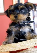Yorkshire Terrier - Finding a Small Enough Collar is Difficult