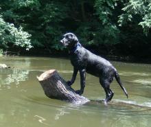 Labrador in its Element - The Water