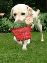 Labrador  Puppy Helping in the Garden