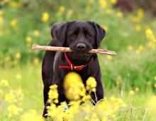 Labrador Retriever - Lab Showing Good Retrieving Skils