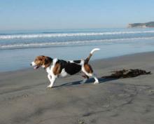 Basset Hound - A day out at the beach