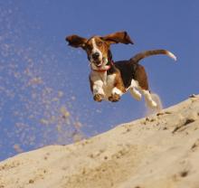Basset Hound - Jumping Basset