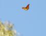 Natural Bridges Beach, California - Monarch Butterfly