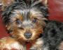 Yorkshire Terrier - Sooo cute