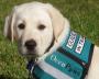 Lab Pup Training to be a Guide Dog