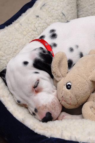 Dalmation - Puppy with Favorite Toy Wallpaper #3 320 x 480 (iPhone/iTouch)