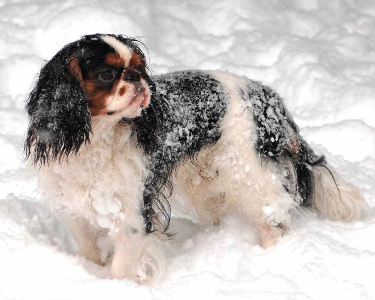 English Toy Spaniel - In the Snow Wallpaper #1 1280 x 1024 