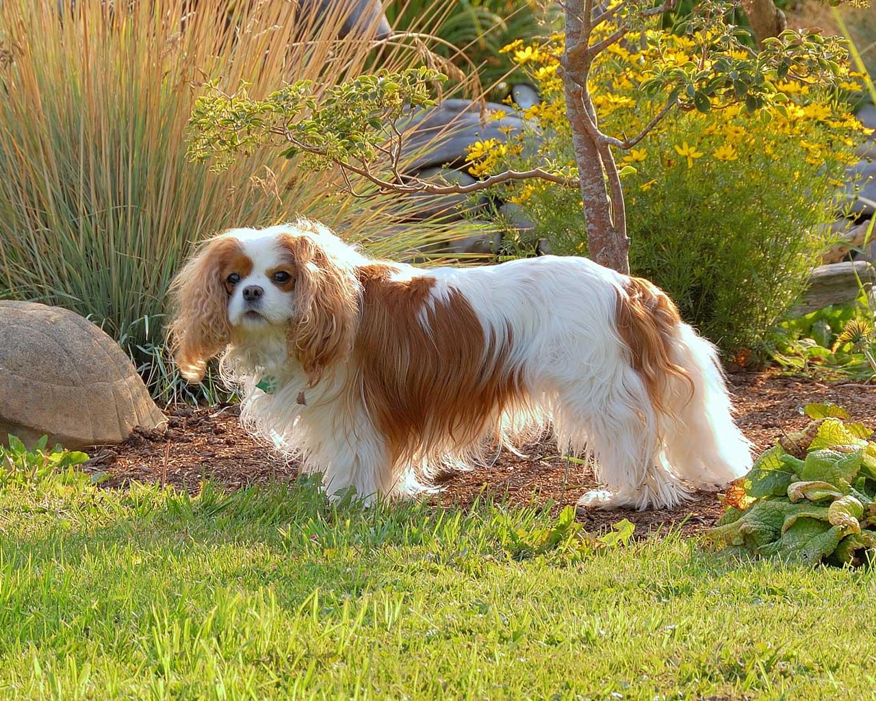 English Toy Spaniel - Cavalier King Charles in the Garden Wallpaper #3 1280 x 1024 