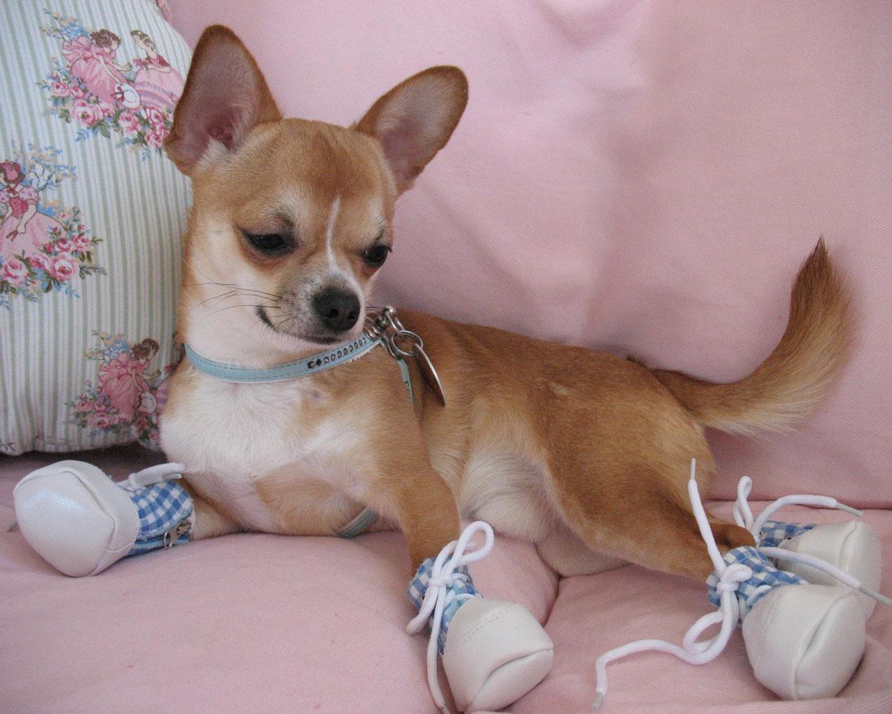 Chihuahua with Booties Wallpaper #1 1280 x 1024 