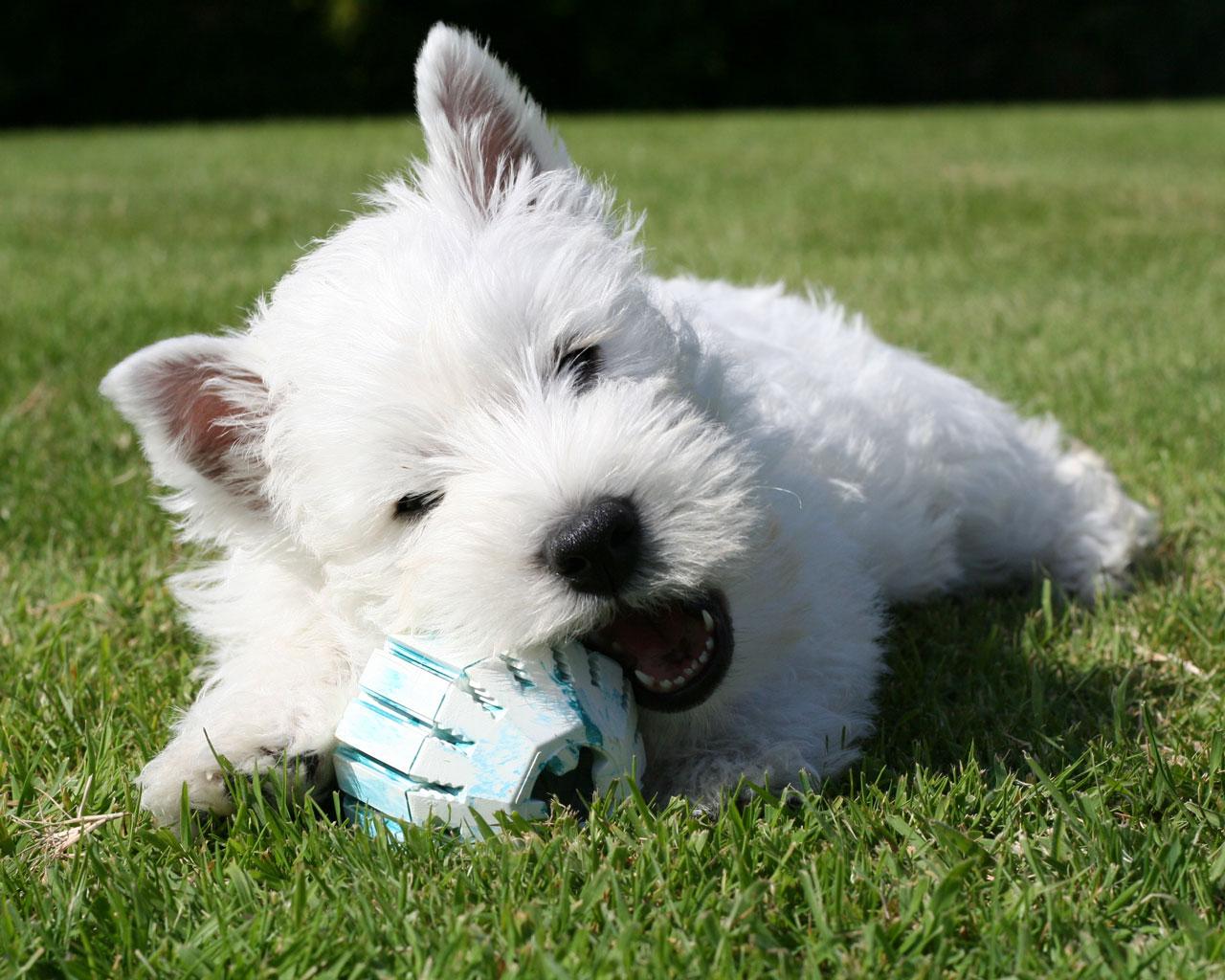 West Highland White Terrier - Westie Playing Wallpaper #1 1280 x 1024 