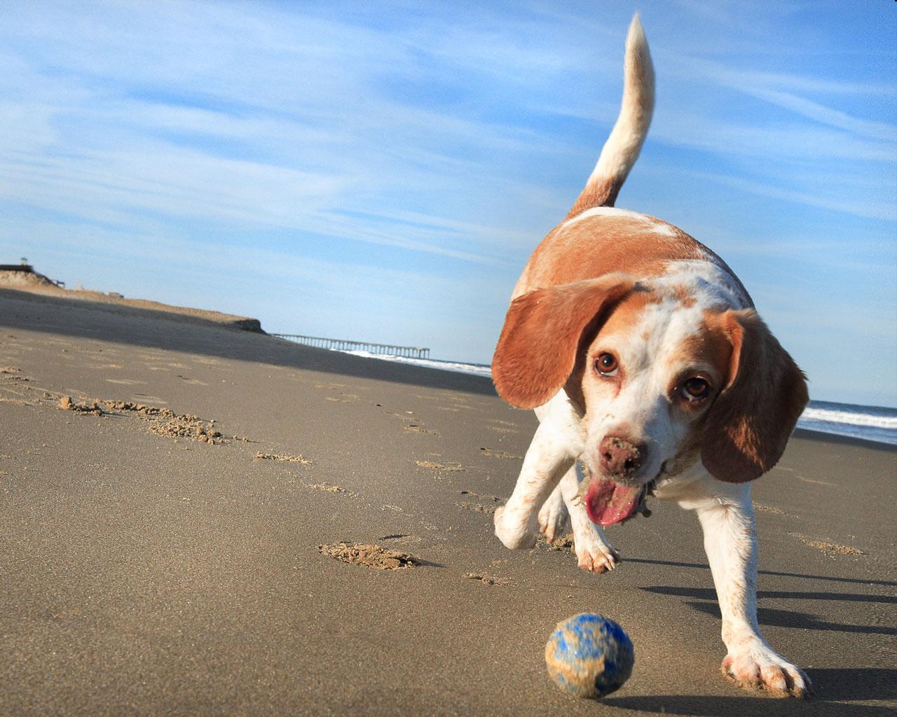 Beagle - Playing With A Ball Wallpaper #1 1280 x 1024 