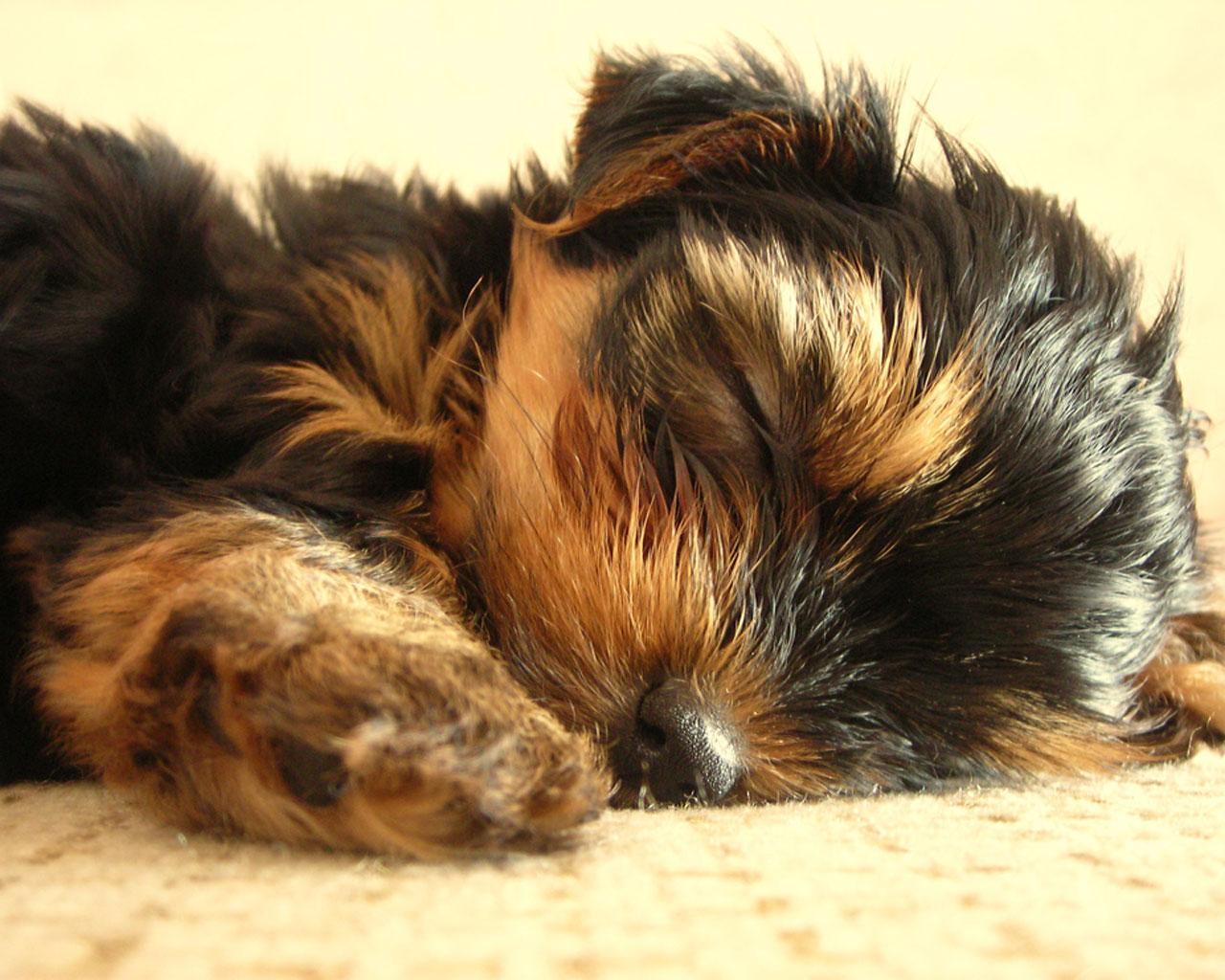 Yorkshire Terrier - Puppy having a Snooze Wallpaper #4 1280 x 1024 