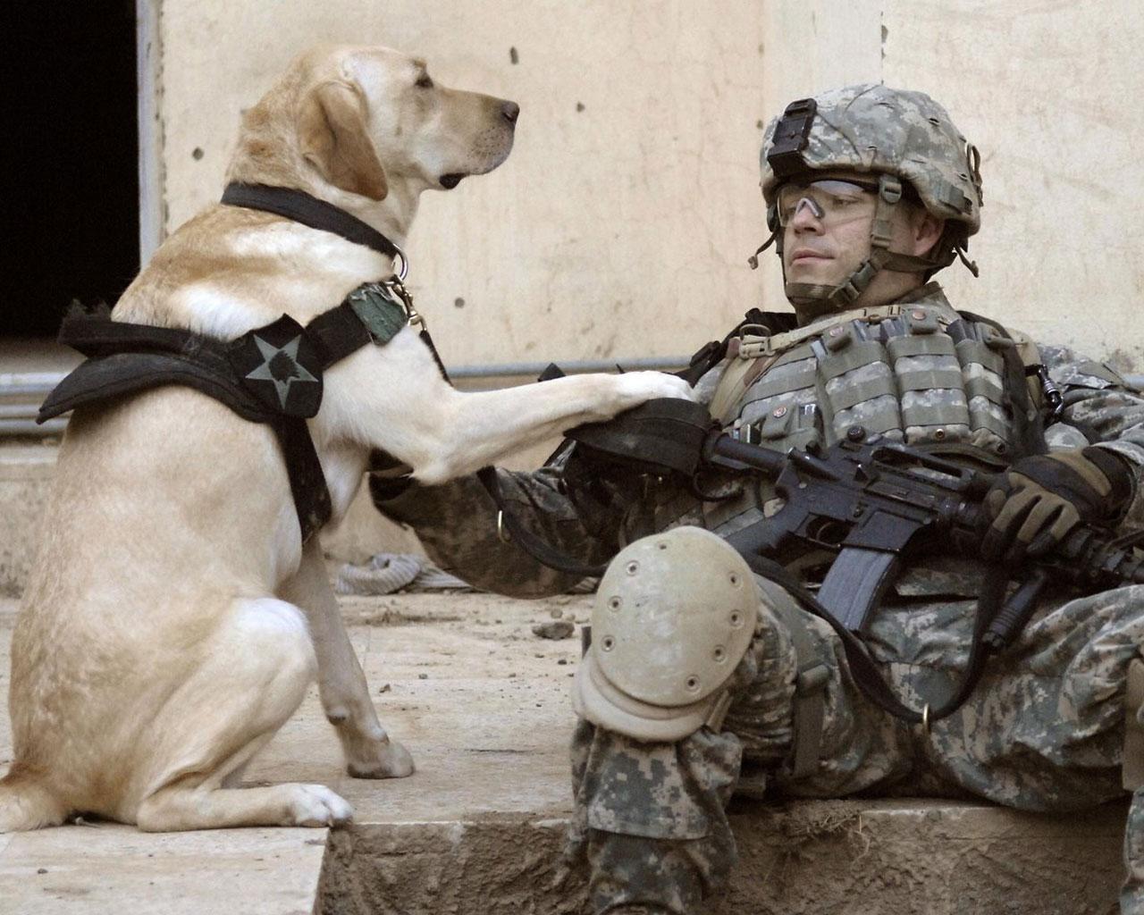 Labrador Retriever - Life as an Army Dog Wallpaper #2 1280 x 1024 