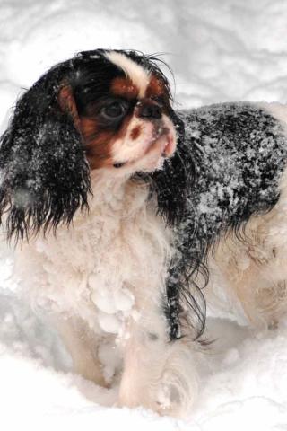 English Toy Spaniel - In the Snow Wallpaper #1 320 x 480 (iPhone/iTouch)