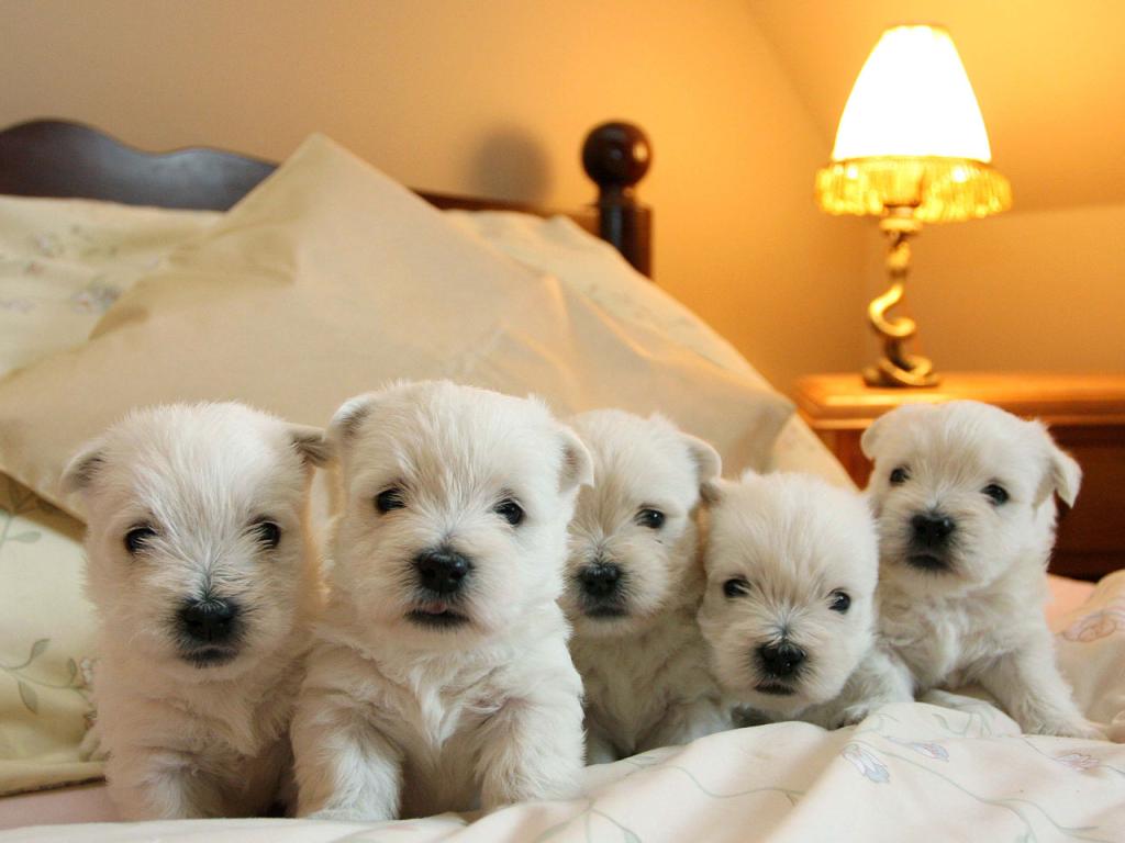 West Highland White Terrier - A Family Group of Westie Pups Wallpaper #2 1024 x 768 