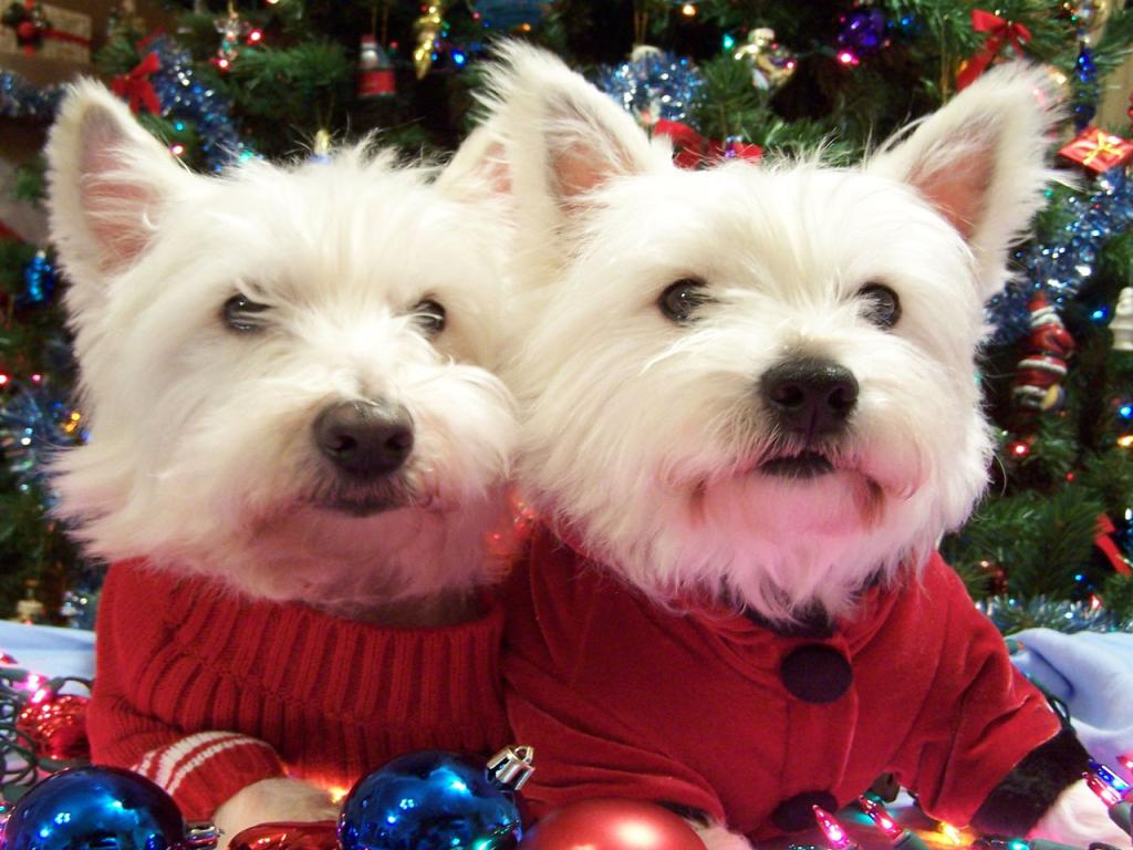 West Highland White Terrier - Looking Great at Christmas Wallpaper #3 1024 x 768 