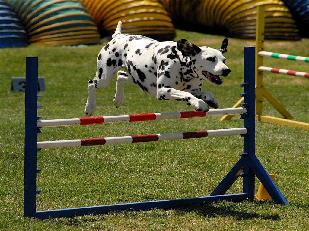 Dalmation - At Agility Competition Wallpaper #1 1024 x 768 