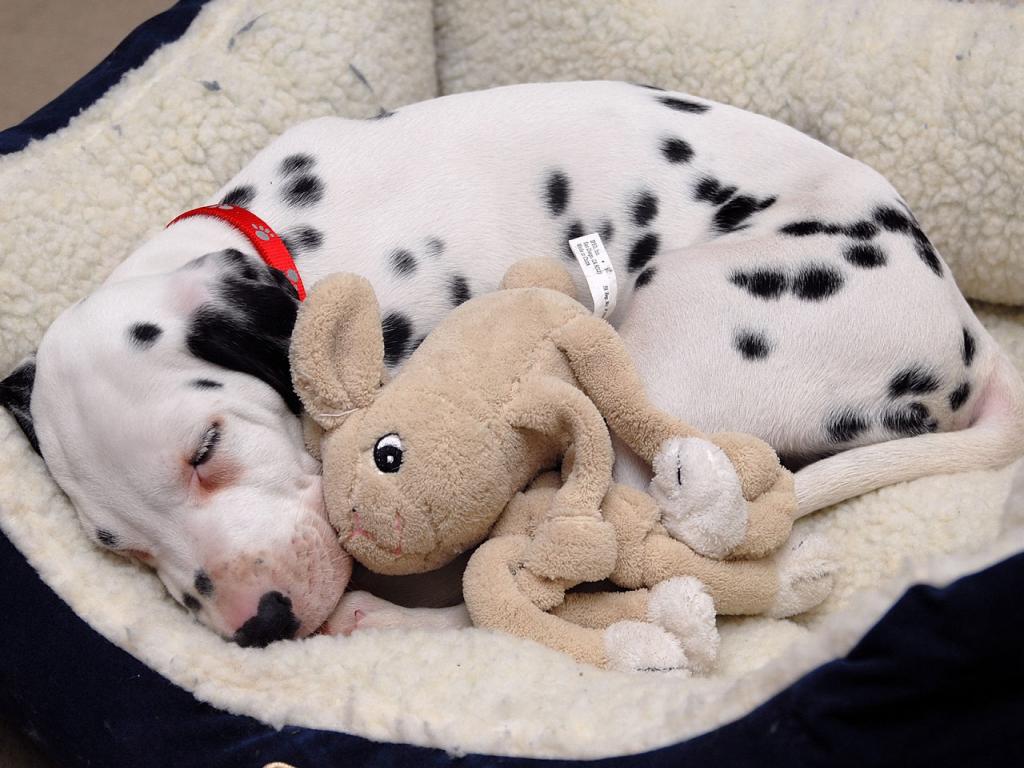 Dalmation - Puppy with Favorite Toy Wallpaper #3 1024 x 768 