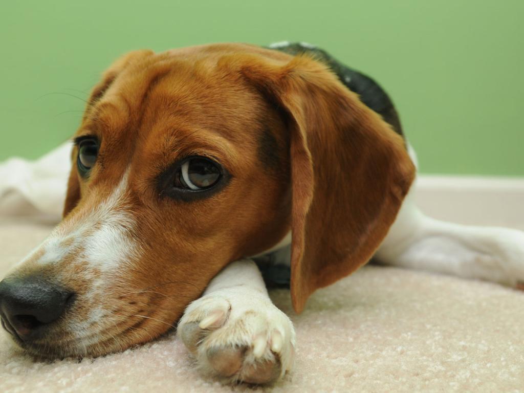 Beagle - In Contemplative Mood Wallpaper #4 1024 x 768 
