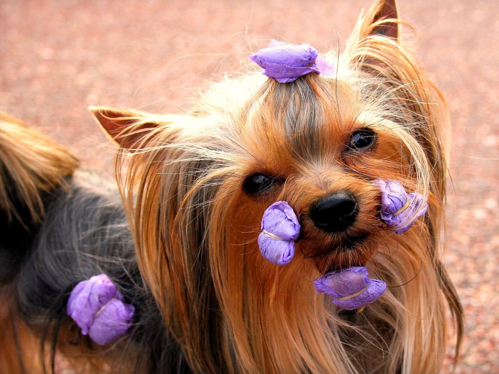 Yorkshire Terrier - Ready for the Show Wallpaper #1 1024 x 768 