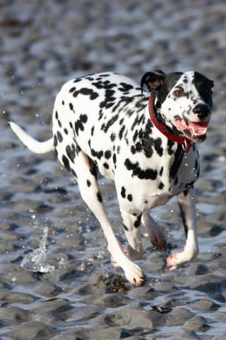 Dalmation - On the Beach Wallpaper #2 320 x 480 (iPhone/iTouch)
