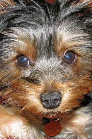Yorkshire Terrier - Sooo cute Wallpaper #2 320 x 480 (iPhone/iTouch)