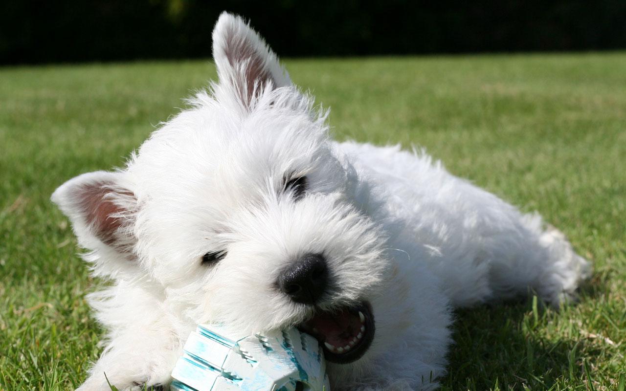 West Highland White Terrier - Westie Playing Wallpaper #1 1280 x 800 