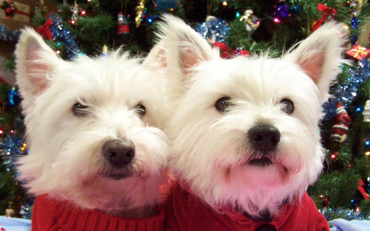 West Highland White Terrier - Looking Great at Christmas Wallpaper #3 1280 x 800 