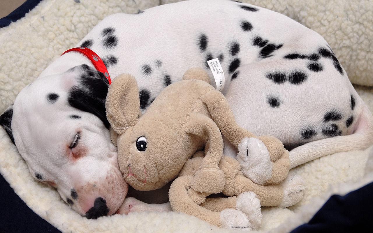 Dalmation - Puppy with Favorite Toy Wallpaper #3 1280 x 800 
