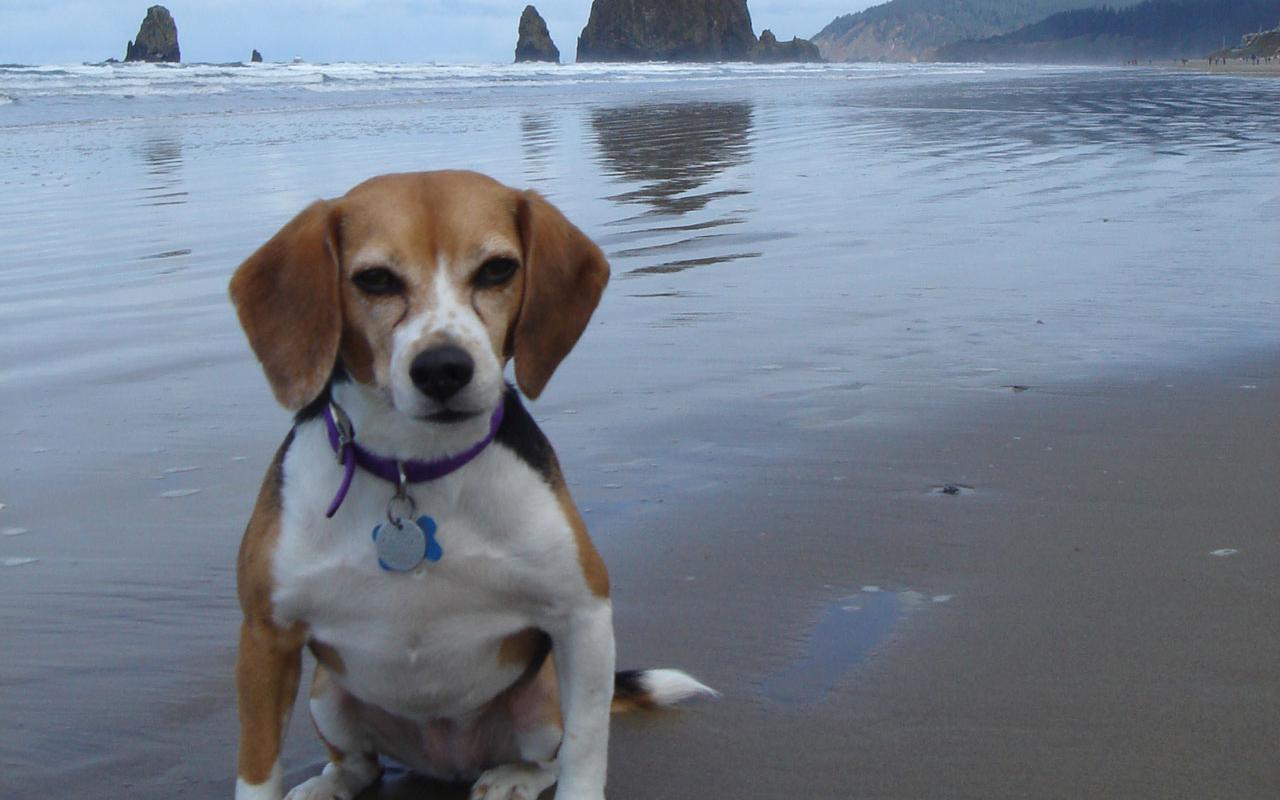Beagle - At Cannon Beach, Oregon Wallpaper #2 1280 x 800 