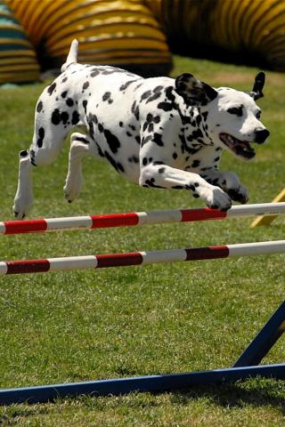 Dalmation - At Agility Competition Wallpaper #1 320 x 480 (iPhone/iTouch)