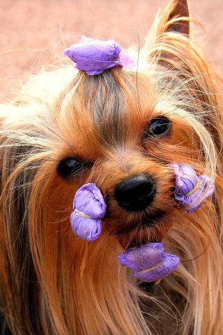 Yorkshire Terrier - Ready for the Show Wallpaper #1 320 x 480 (iPhone/iTouch)