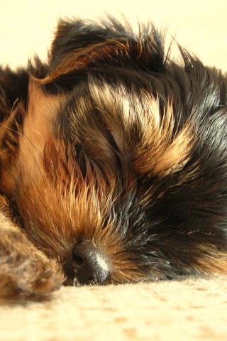 Yorkshire Terrier - Puppy having a Snooze Wallpaper #4 320 x 480 (iPhone/iTouch)
