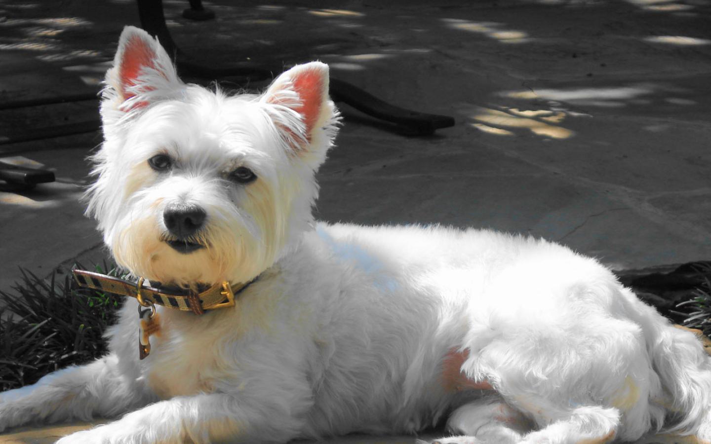 West Highland White Terrier - A Smashing Looking West Highland Terrier Wallpaper #4 1440 x 900 
