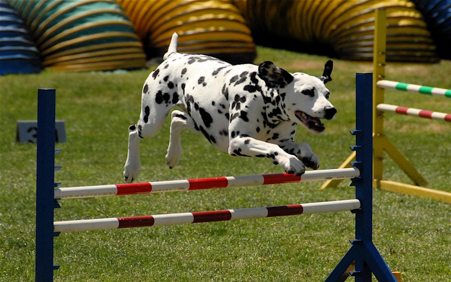 Dalmation - At Agility Competition Wallpaper #1 1440 x 900 
