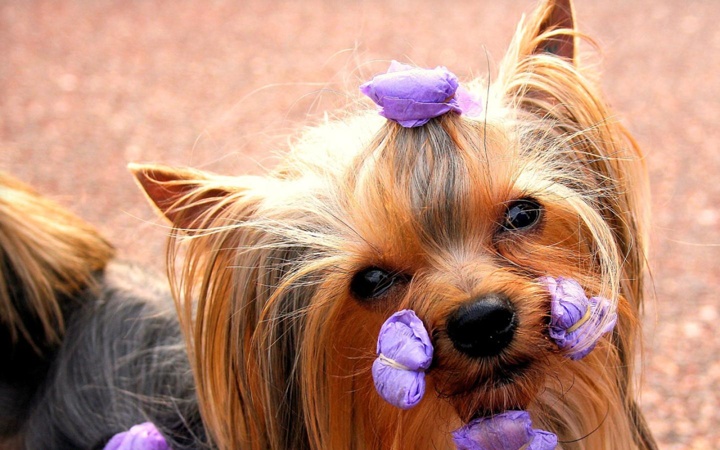Yorkshire Terrier - Ready for the Show Wallpaper #1 1440 x 900 