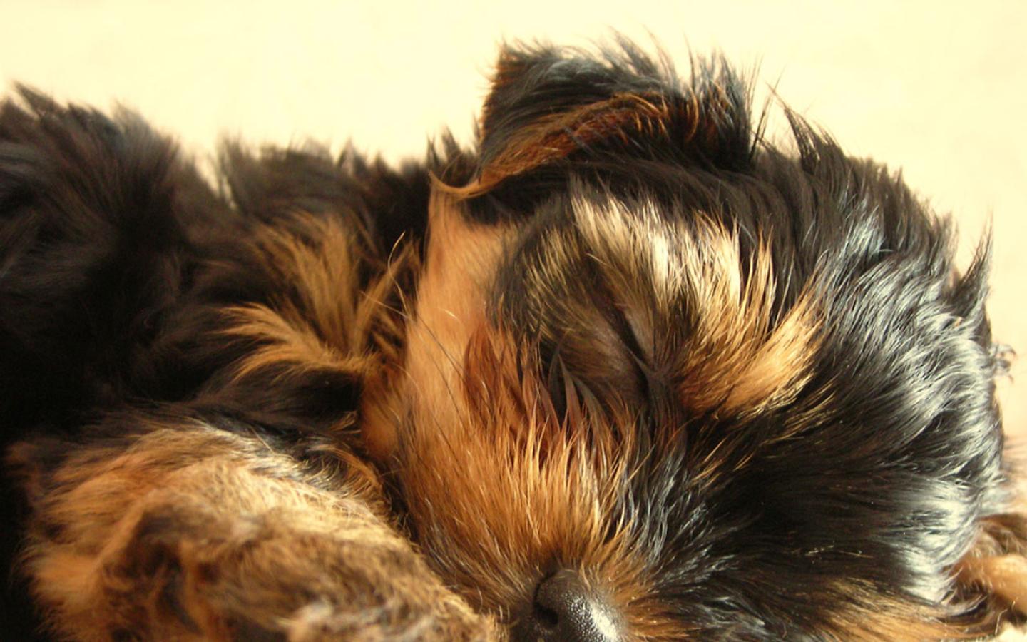 Yorkshire Terrier - Puppy having a Snooze Wallpaper #4 1440 x 900 