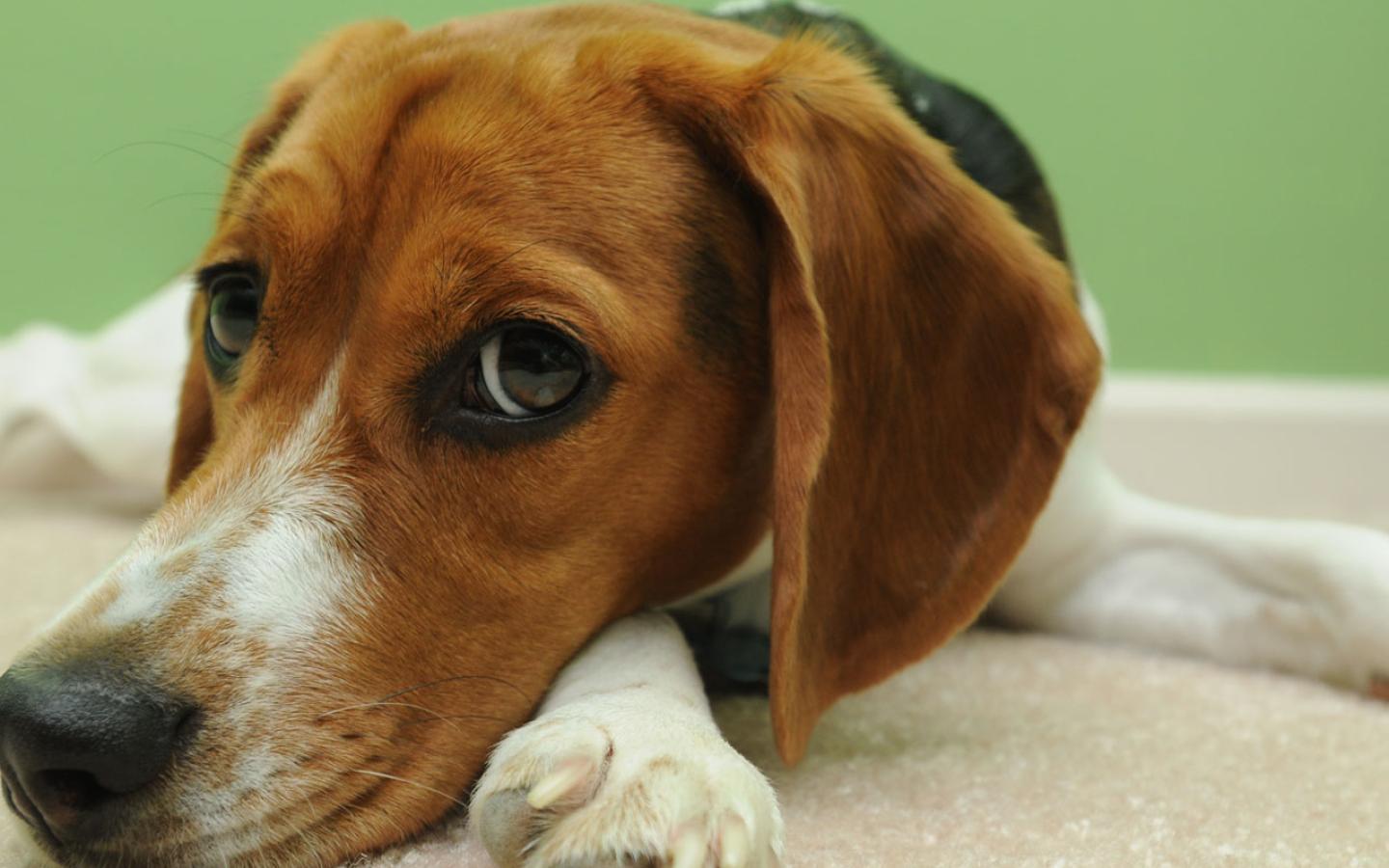 Beagle - In Contemplative Mood Wallpaper #4 1440 x 900 