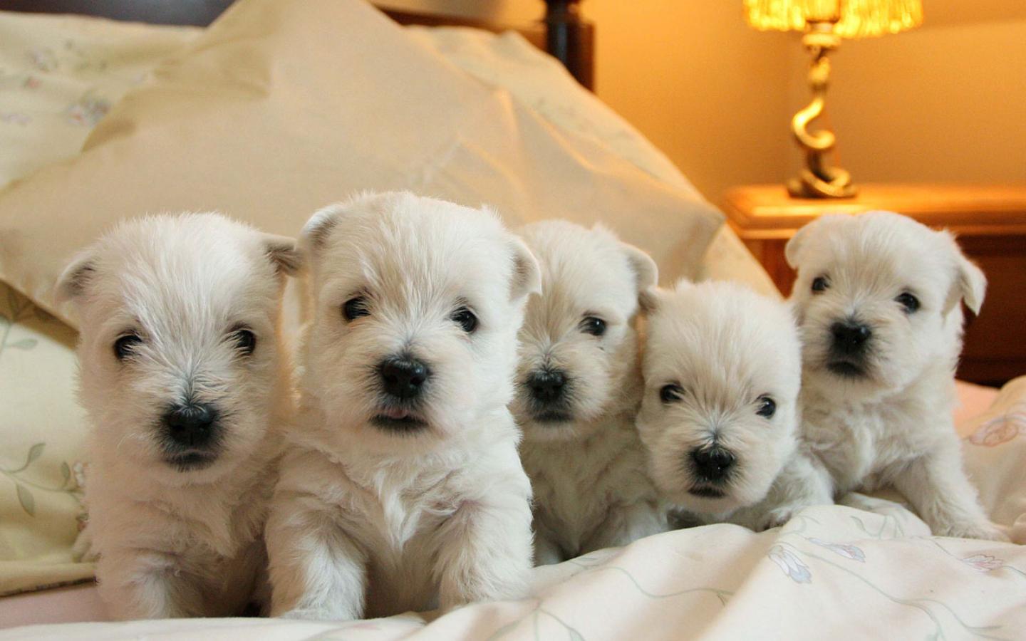 West Highland White Terrier - A Family Group of Westie Pups Wallpaper #2 1440 x 900 