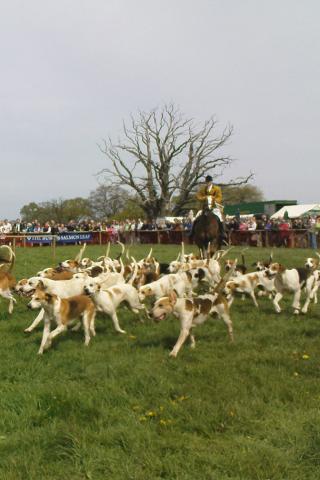 Beagle - Berkeley Hunt, Gloucestershire, England Wallpaper #3 320 x 480 (iPhone/iTouch)